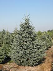 Black Hills Spruce